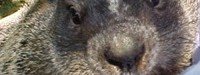 When it Comes to Groundhogs, in Dave we Trust